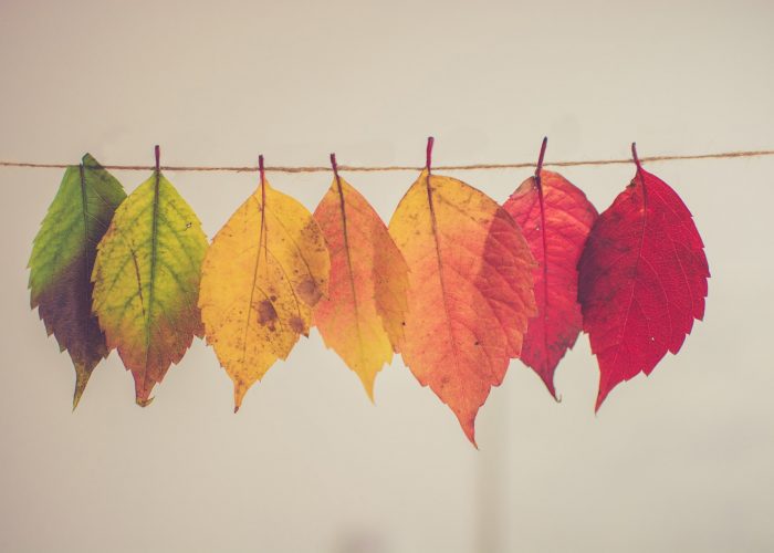 Die Schönheit des Herbstes kreativ nutzen – Kreativer Werkzeugkoffer für das Wohnzimmer Folge 12